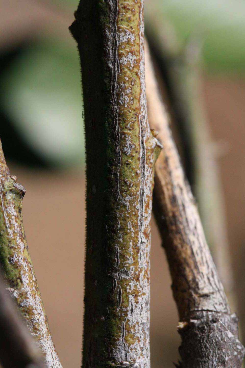              Second - third year twig (Riverside, CA)       